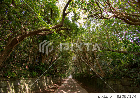 茨城県ひたちなか市にある酒列磯前神社参道の樹叢 茨城県ひたちなか市にある酒列磯前神社参道の樹叢 82097174