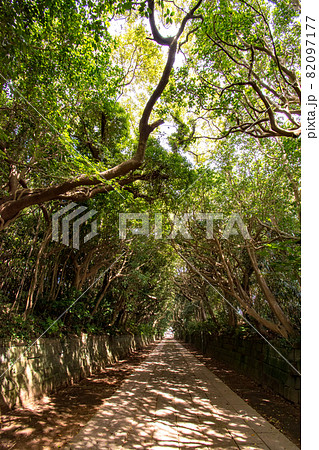 茨城県ひたちなか市にある酒列磯前神社参道の樹叢 82097177