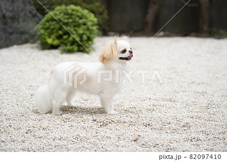 笑う白い犬の横顔 笑う白い犬の横顔 82097410