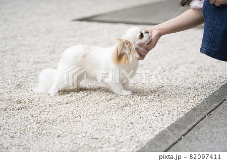 アゴを掴まれた白い犬 アゴを掴まれた白い犬 82097411