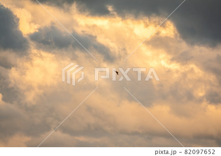 Bird of prey Black kite flying in the cloudy sunset sky 82097652