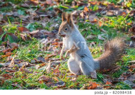Autumn Squirrel standing on its hind legs on on green grass with fallen yellow leaves 82098438