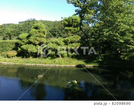 神奈川県横浜市　秋の三渓園　池と樹木 82098690
