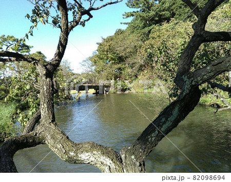 神奈川県横浜市 秋の三渓園 樹木の幹から池と橋を臨む 神奈川県横浜市 秋の三渓園 樹木の幹から池と橋を臨む 82098694