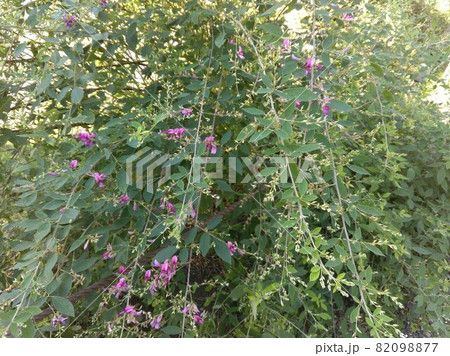 神奈川県横浜市　三渓園の萩 82098877