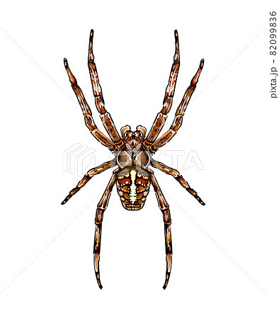 Spider garden spider Araneus a kind of spider from the family of spiders Orb-spiders 82099836