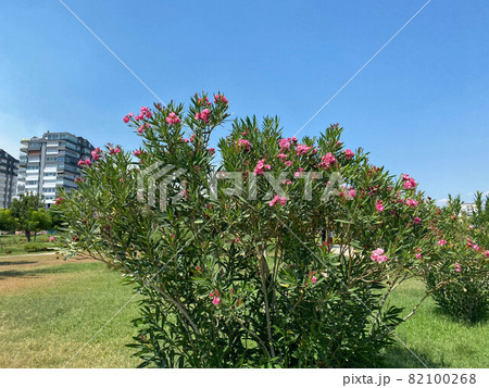 New beautiful modern park with green plants, tropical trees and bushes. Resting place in the city New beautiful modern park with green plants, tropical trees and bushes. Resting place in the city 82100268