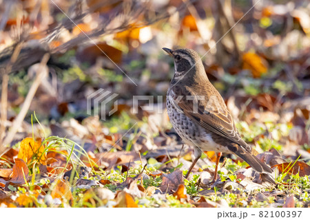 夏になって渡りで姿を消すと鳴き声が聞こえなくなることからツグミの名が付いた冬鳥 夏になって渡りで姿を消すと鳴き声が聞こえなくなることからツグミの名が付いた冬鳥 82100397