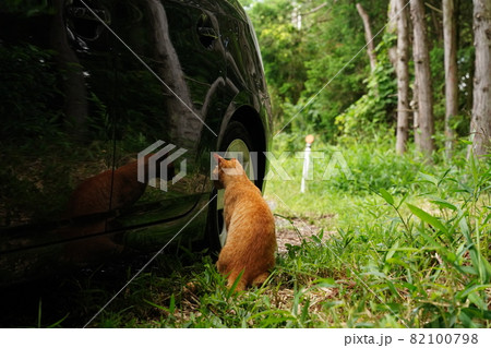 可愛い真っ白子猫とイクメン茶トラ 可愛い真っ白子猫とイクメン茶トラ 82100798
