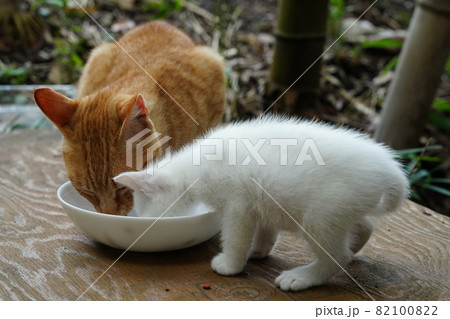 可愛い真っ白子猫とイクメン茶トラ 82100822