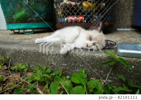 可愛い野良猫の子猫は遊び疲れて箱の中で夢心地 可愛い野良猫の子猫は遊び疲れて箱の中で夢心地 82101111