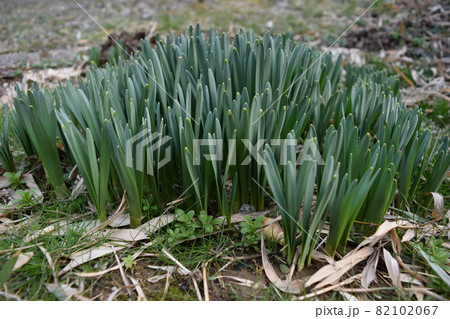 スイセンの芽吹き 82102067
