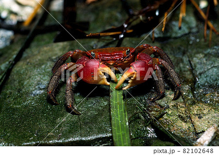アマモを食べるカニ　アカテガニ 82102648