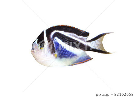 オーネイトエンゼルフィッシュ　メス　白バック 82102658