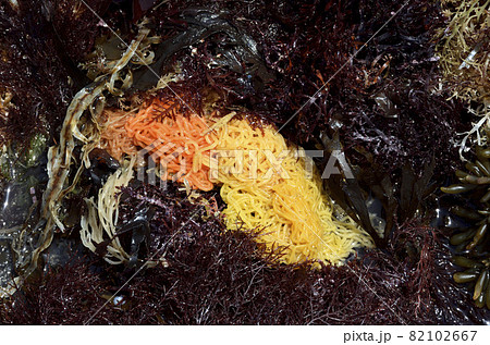 漂着したウミゾウメン　アメフラシの卵塊　漂着物 82102667