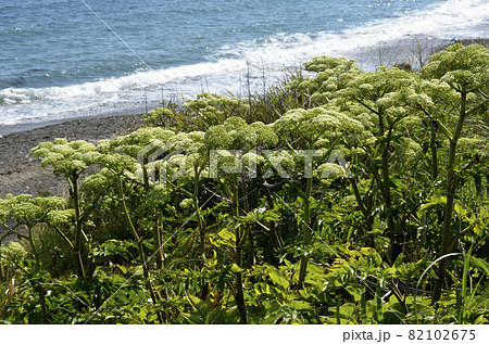 ハマウド 海浜植物 82102675
