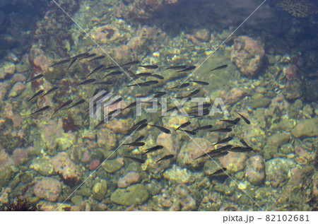 ハタンポの幼魚　潮溜まり 82102681