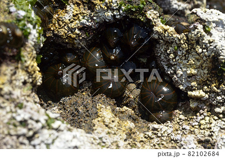 タテジマイソギンチャク 82102684