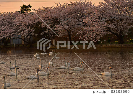 お幕場の白鳥 お幕場の白鳥 82102696