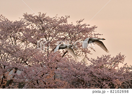 お幕場の白鳥 82102698