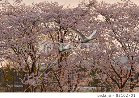 お幕場の白鳥 お幕場の白鳥 82102701