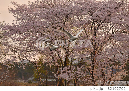 お幕場の白鳥 お幕場の白鳥 82102702