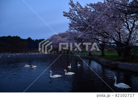 お幕場の白鳥 お幕場の白鳥 82102717