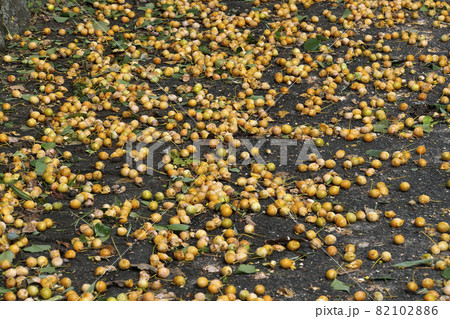 台風の後に道路に散らばる黄色い銀杏の実 台風の後に道路に散らばる黄色い銀杏の実 82102886