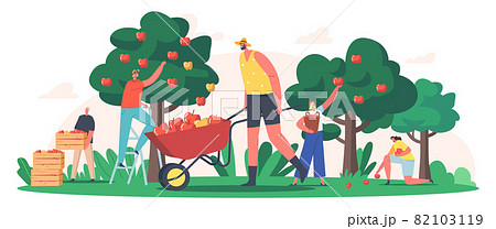 Characters Harvesting Apples in Garden or Orchard, Gardeners Collecting Fruit Crop, Ecological Healthy Farm Production 82103119