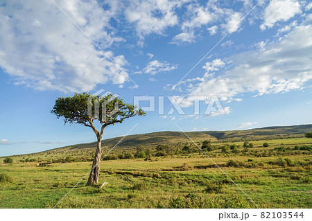 マサイマラ国立保護区の風景 82103544