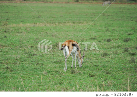 マサイマラ国立保護区のトムソンガゼル 82103597
