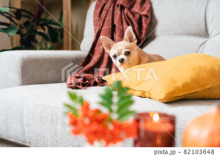Funny puppy chihuahua lying on couch and pillow under plaid indoors. Cute Little dog home warming under blanket in cold fall autumn winter weather. Pet animal in living room with candle and decor 82103648