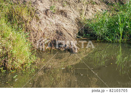 ヌマヨコクビガメ ヌマヨコクビガメ 82103705