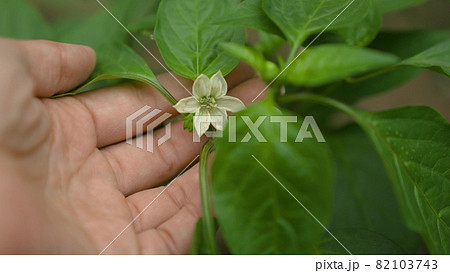 hand touches white flower, sweet pepper, agronomist monitors results growth, gardener in greenhouse takes care of vegetable crops, food business, agriculture, care for seedlings in vegetable garden 82103743