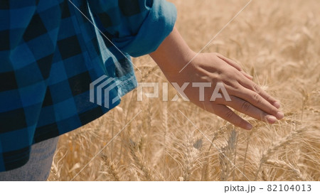 Hand touching wheat with fingertips, farmer walking in the field, outdoor harvest season, cereal plant crop, healthy eating, flour, bread production, agriculture business, agronomist at work 82104013