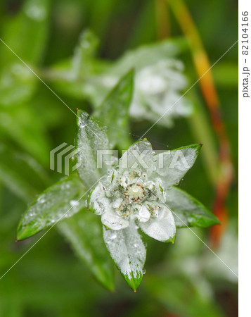 尾瀬・至仏山に咲くミネウスユキソウ 尾瀬・至仏山に咲くミネウスユキソウ 82104166
