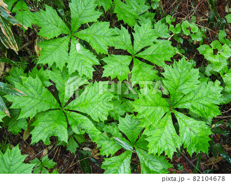 尾瀬へと向かう登山道に咲くヤグルマソウ 82104678