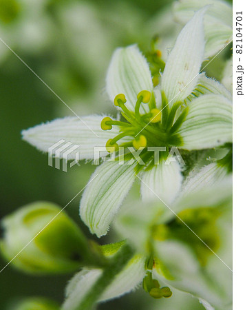 尾瀬・大清水湿原に咲くバイケイソウ 82104701