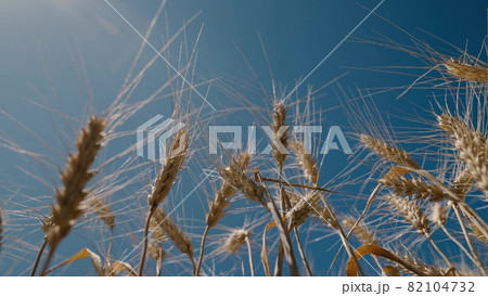 Farming wheat field in the sun against the sky, agriculture, ripe rye in the fields, harvesting cereal crops, making flour and bread production, concept, wheat seed, grain in daylight glare. Farming wheat field in the sun against the sky, agriculture, ripe rye in the fields, harvesting cereal crops, making flour and bread production, concept, wheat seed, grain in daylight glare. 82104732