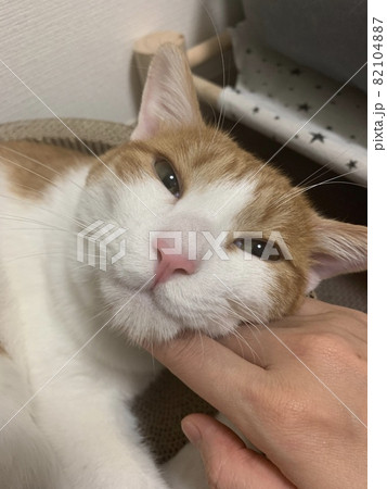 甘える猫 82104887