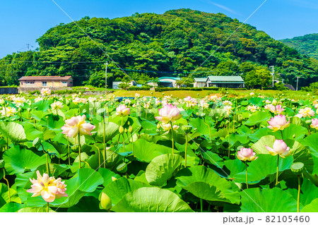 唐比ハス園 【長崎県諫早市】 唐比ハス園 【長崎県諫早市】 82105460