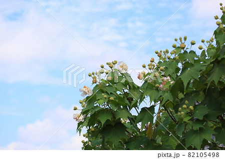スイフヨウの花 スイフヨウの花 82105498