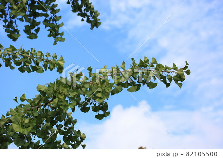 イチョウの葉 イチョウの葉 82105500