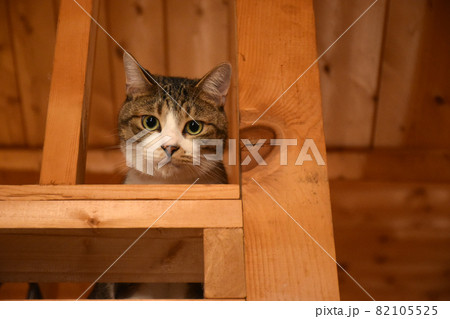 大学村の別荘 ログハウスに住むサバトラの仔猫の写真素材