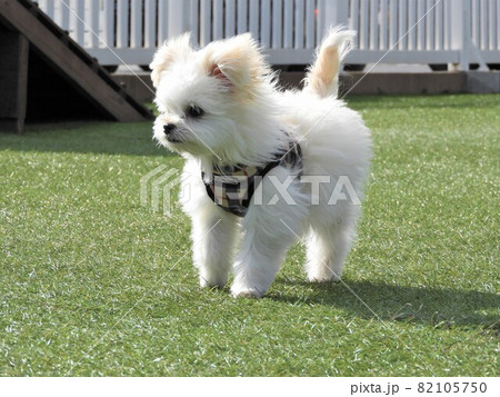 犬　マルチワ 82105750
