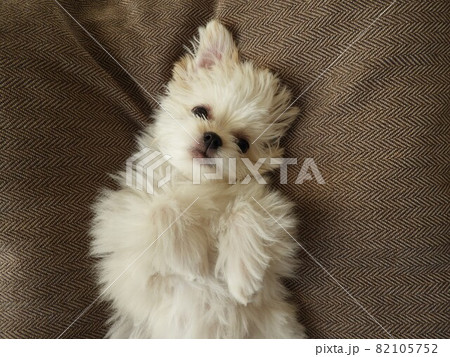 犬　マルチワ 82105752