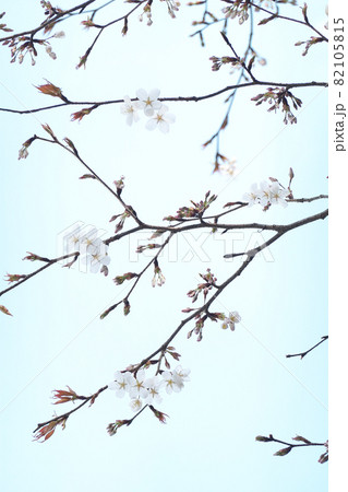 春の陽気に誘われて咲きだした山桜 82105815