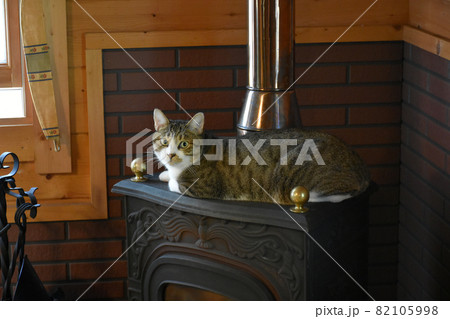 大学村の別荘 ログハウスに住むサバトラの仔猫 大学村の別荘 ログハウスに住むサバトラの仔猫 82105998