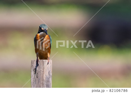 瑠璃色の人気者カワセミ 瑠璃色の人気者カワセミ 82106786