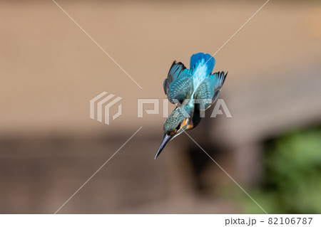 瑠璃色の人気者カワセミ 瑠璃色の人気者カワセミ 82106787